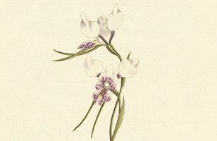 Purple donkey-orchid (Diuris punctata), 1790s