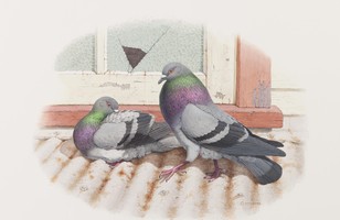 (Feral pigeon) Columbia livia domestica      