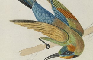 ‘Merops ornatus … Variegated Bee-eater’, c. 1799 
