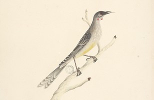 Red wattle-bird (Anthochaera carunculata), 1790s 