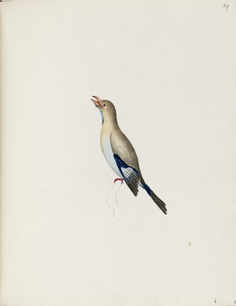 Dollar bird or Pacific roller (Eurystomus orientalis), c. 1800 
