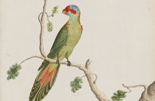 Musk lorikeet (Glossopsitta concinna), 1790s 