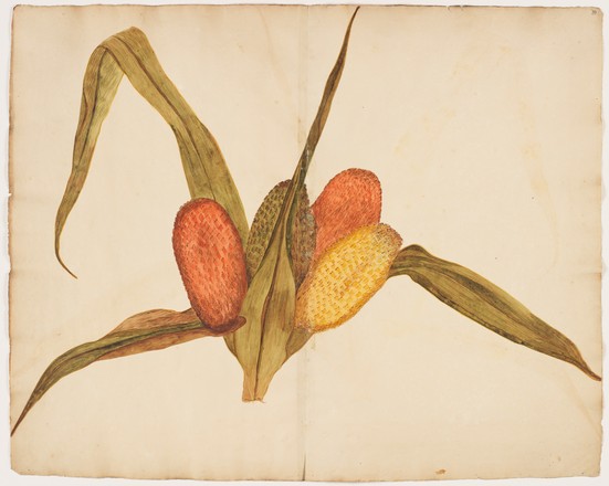 Kiekie (Freycinetia baueriana), 1790s 