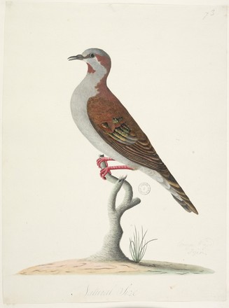 Brush bronzewing pigeon (Phaps elegans), 1790s