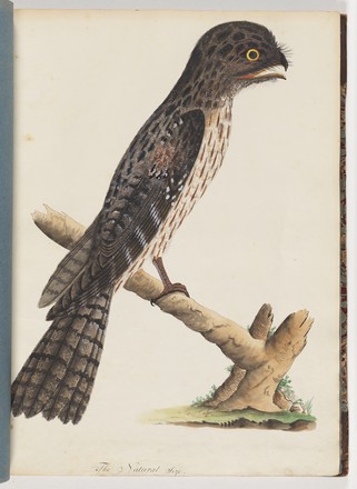 Tawny frogmouth (Podargus strigoides), 1790s 