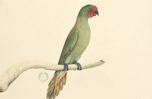 Little lorikeet (Glossopsitta pusilla), 1790s