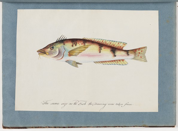 Possibly a stylised Wrasse, c. 1797 