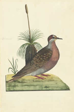 Common bronzewing (Phaps chalcoptera) with small grass tree (Xanthorrhoea media), 1790s 