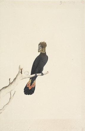 Glossy black cockatoo (female) (Calyptorhynchus lathami), 1790s 