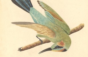 ‘Variegated Bee eater’ or ‘Dee-weed-gang’ (Merops ornatus), 1788–93 