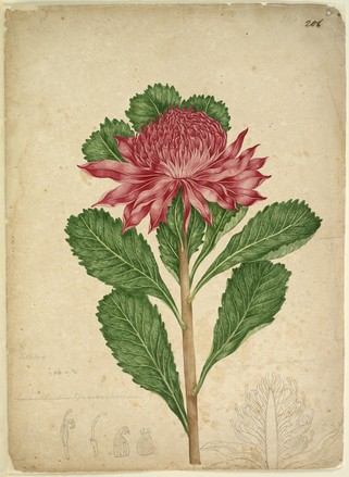 Telopea speciosissima [waratah] (c. 1806)