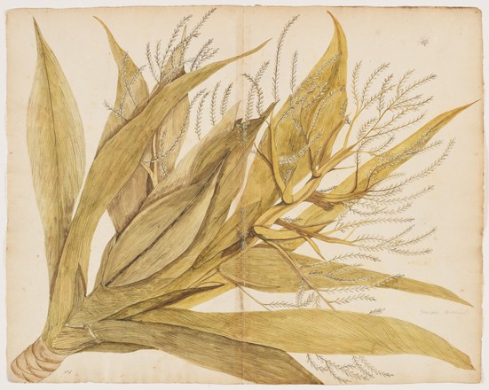 Norfolk Island cordyline (Cordyline obtecta), 1790s 