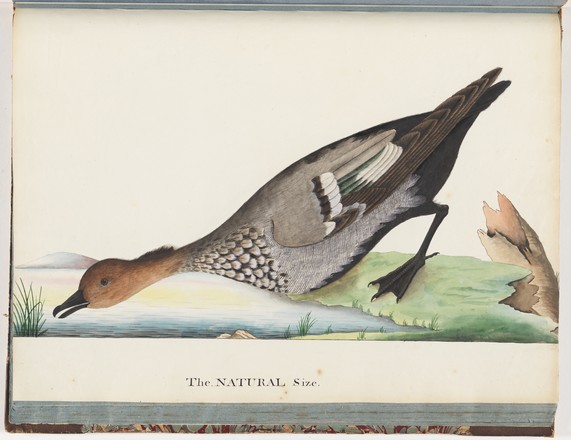 Australian wood or Maned duck (Chenonetta jubata), 1790s 