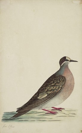 Lord Howe Island pigeon or Brush bronzewing pigeon (Phaps elegans), 1788–99 