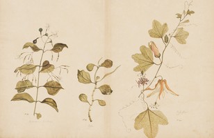 Stiff jasmine (Jasminum volubile); Two-leaved peperomia (Peromia urvilleana); Passiflora adiantum, 1790s 