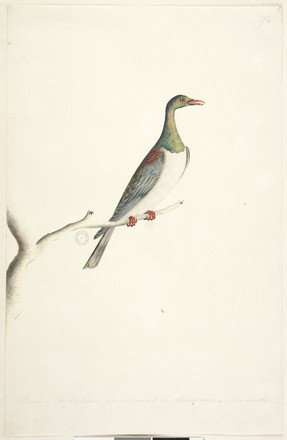 Norfolk Island pigeon (Hemiphaga novaeseelandiae spadicea), 1790s 