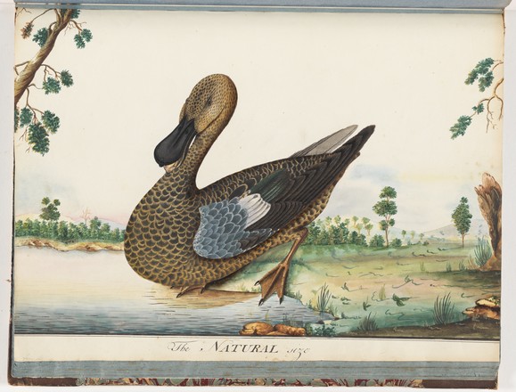 Hawksbury duck (Anas jubata); Australian wood duck (Chenonetta jubata), 1790s 