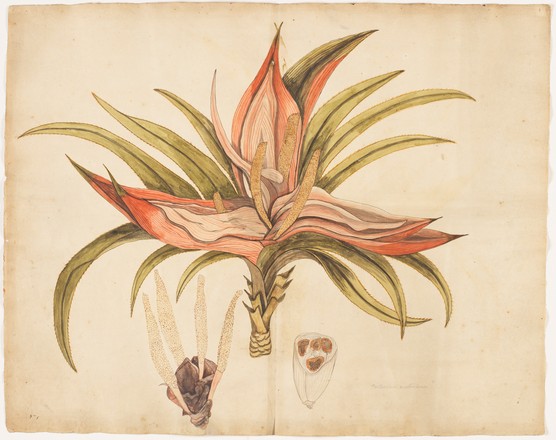 Kiekie (Freycinetia baueriana), 1790s 