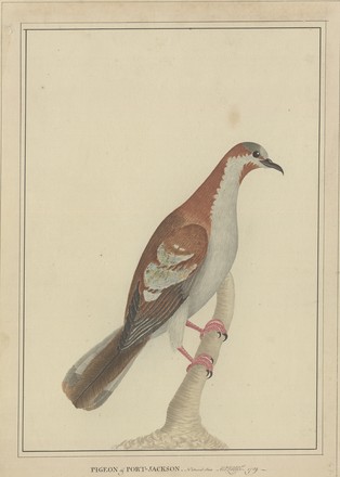Pigeon of Port Jackson or Brush bronzewing pigeon (Phaps elegans), 1789 