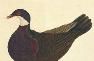 ‘Hawke of Port Jackson’: Sparrowhawk, 1789