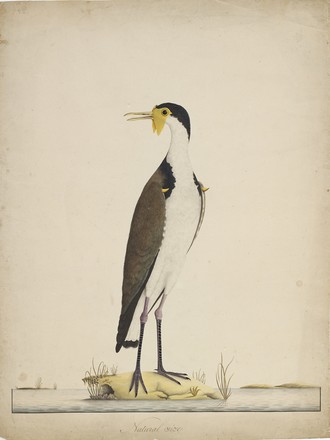 Masked lapwing or Spur-winged plover (Vanellus miles), 1790s