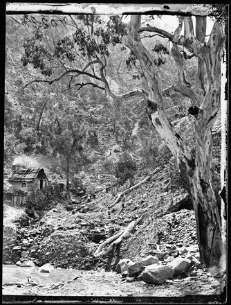 Gold miner's hut opposite Petersen's (formerly Price's) battery, Hill End