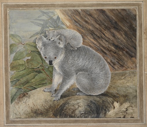 Koala and Young (1803)