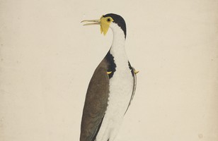 Masked lapwing or Spur-winged plover (Vanellus miles), 1790s