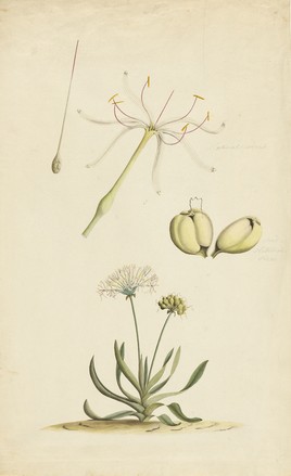 Swamp lily (Crinum pedunculatum), 1790s
