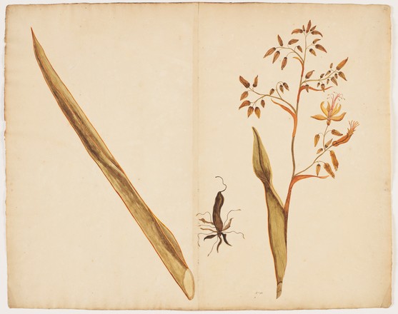 Flax plant of Norfolk Island (Phormium tanax), 1790s 