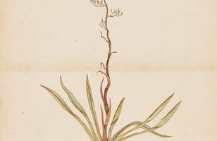 Flax plant of Norfolk Island (Phormium tanax), 1790s 