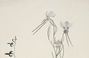 No. 1: Lobelia; No. 2: Orchid, 1788–91