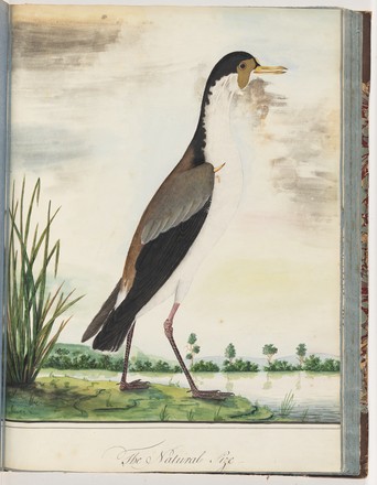 Masked lapwing or Spur-winged plover (Vanellus miles), 1790s 