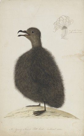 Mt Pitt bird or Providence petrel (Pterodroma solandri), 1790s