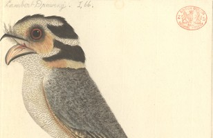 ‘Banded Goatsucker’ or Owlet nightjar (Aegotheles cristatus), c. 1788–93 