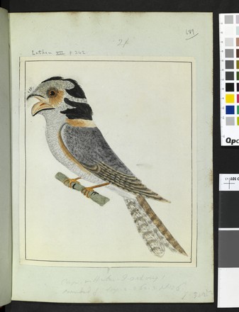 ‘New Holland Goatsucker’ or Owlet nightjar (Aegotheles cristatus), c. 1799 