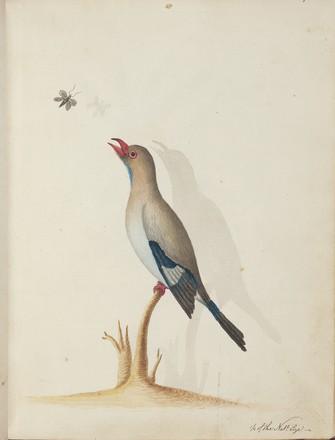 Dollar bird or Pacific roller (Eurystomus orientalis), 1788–90 (reproduction)