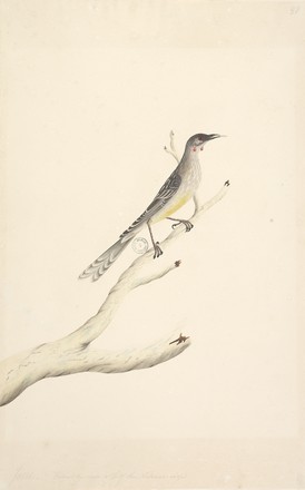 Red wattle-bird (Anthochaera carunculata), 1790s 