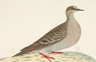 Common bronzewing pigeon (Phaps chalcoptera), 1790s 