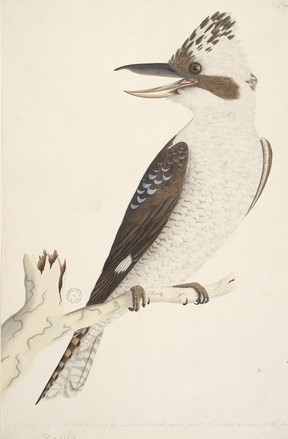 Laughing jackass (Dacelo gigas), 1790s 