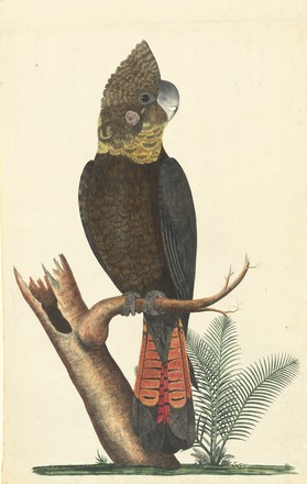Glossy black cockatoo (Calyptorhynchus lathami), 1790s