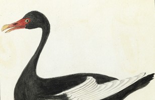 Black swan (Cygnus atratus), c. 1798