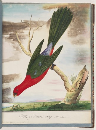 King parrot (male) (Alisterus scapularis), 1790s 