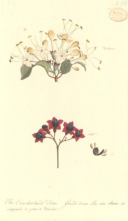Cumberland tree; Smooth spider bush; Lolly bush (Clerodendrum floribundum), 1788–91 