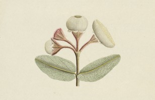 Dwarf apple (Angophora hispida), 1790s
