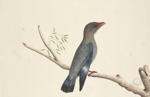 Dollar bird (Eurystomus orientalis), 1790s 