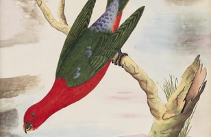 King parrot (male) (Alisterus scapularis), 1790s 