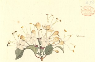 Cumberland tree; Smooth spider bush; Lolly bush (Clerodendrum floribundum), 1788–91 