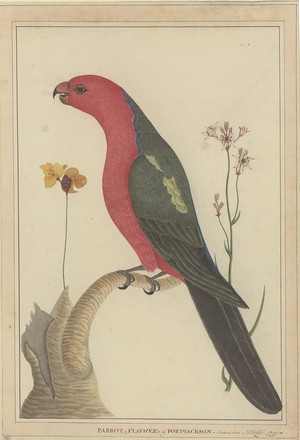 ‘Parrot and Flower of Port Jackson’; King parrot (Alisterus scapularis), 1790