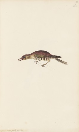 ‘Cuculus plagosus’ or Golden bronze cuckoo, c. 1797 